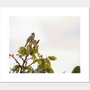 Rufous-collared sparrow photography Posters and Art
